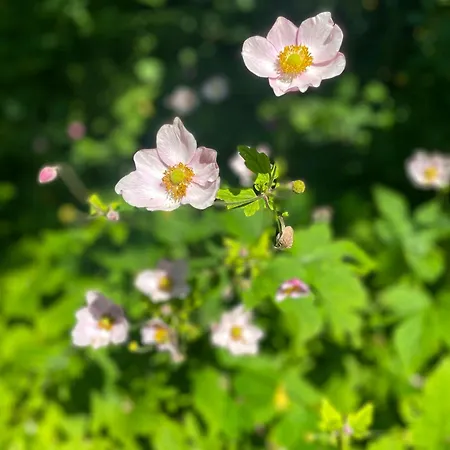 Thatched Half-timbered House On Idyllic Holiday home