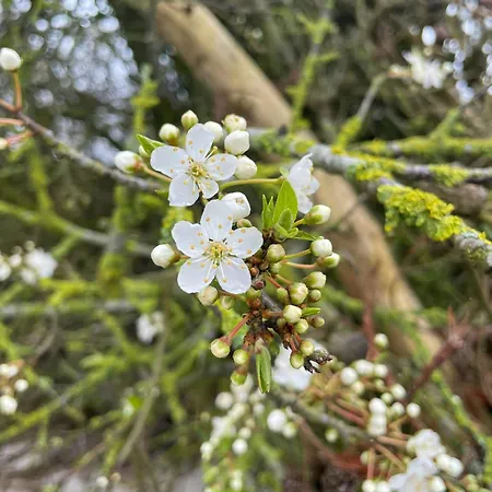 Thatched Half-timbered House On Idyllic * Vejrø