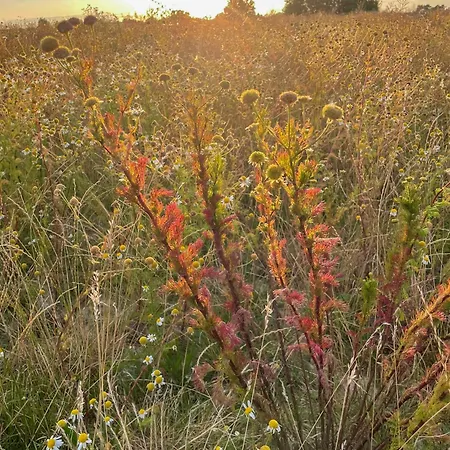 Thatched Half-timbered House On Idyllic Nyaraló *
