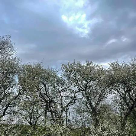 Thatched Half-timbered House On Idyllic Vejrø