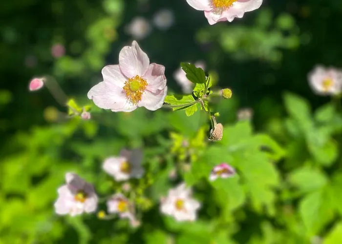 Thatched Half-timbered House On Idyllic Holiday home