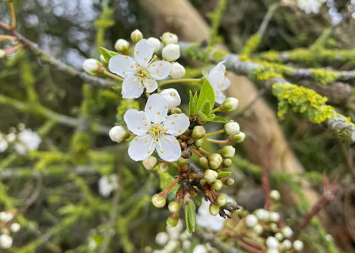Thatched Half-timbered House On Idyllic * Vejro