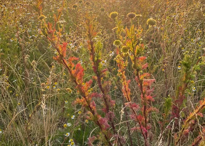 Thatched Half-timbered House On Idyllic Holiday home *